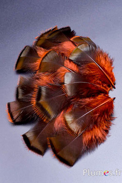 Turkije verfijnd - 5-15 cm - azteeks goud